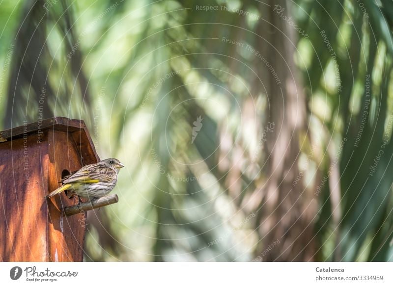 Ein Spatz sitzt vor dem Vogelhaus unter Palmblätter Tier Tierporträt Wildtier Singvogel Sperling Pflanze Palme Palmblatt Braun Orange Grün sitzen beobachten Tag