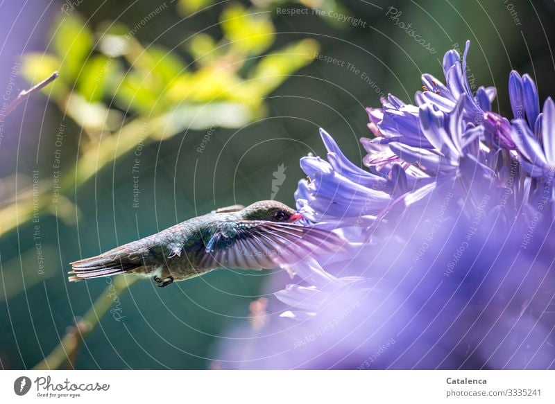 Von Blümchen zu Blümchen, Kolibri fliegt von Agapanthus zu Agapanthus Natur Pflanze Tier Sommer Blume Blüte exotisch Schmucklilien Garten Park Wildtier Vogel