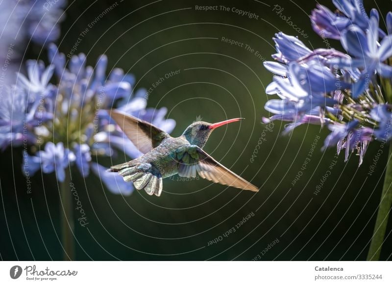 Makroaufnahme eines fliegenden Kolibri mit Agapanthus Blüte im Hintergrund Tierporträt Zentralperspektive Schwache Tiefenschärfe Tag Textfreiraum rechts