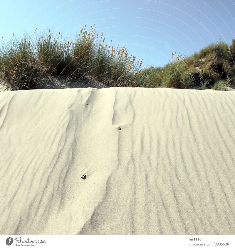 Blick von unten über Sanddüne auf blühenden Strandhafer Freizeit & Hobby Ferien & Urlaub & Reisen Sommer Sommerurlaub Sonne Himmel Wärme Pflanze Gras Küste