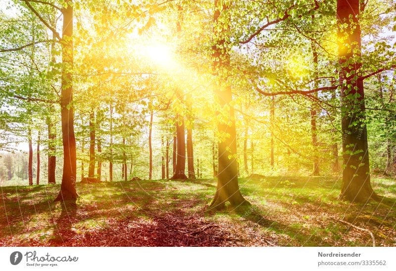 Frühlingssonne im Buchenwald Ausflug wandern Natur Landschaft Pflanze Sonne Schönes Wetter Baum Wald Wege & Pfade Erholung Wachstum Freundlichkeit frisch