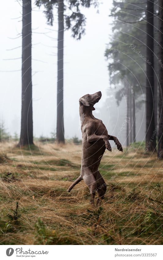 Weimaraner Jagdhund in einer skurrilen Pose im Wald Stimmung jagdhund weimaraner lichtung jung tier hundezucht wald therapiehund vorsteherhund gras idylle