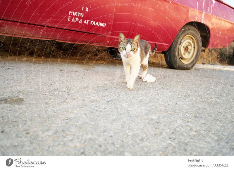 katze Fahrzeug PKW Tier Wildtier Katze 1 beobachten entdecken Neugier niedlich rot Abenteuer Farbfoto Außenaufnahme Textfreiraum unten Licht