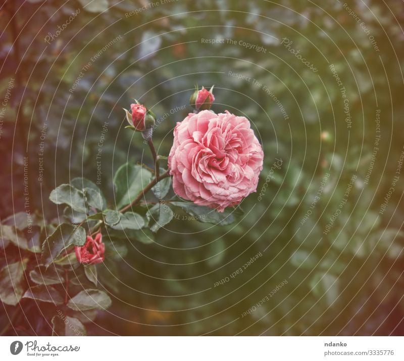 Knospen von rosa blühenden Rosen schön Sommer Garten Gartenarbeit Natur Pflanze Blume Blatt Blüte Blumenstrauß frisch natürlich grün Romantik Farbe Hintergrund