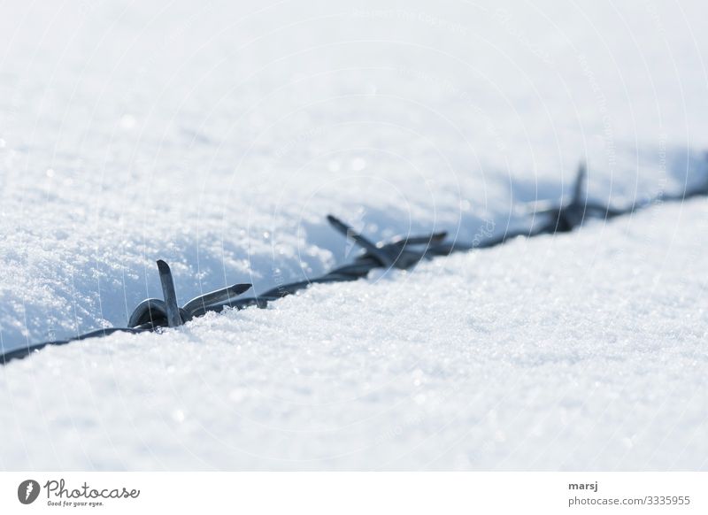 Feinst gebettet Winter Eis Frost Schnee Stacheldrahtzaun Spitze bedrohlich kalt natürlich gefährlich Gegenteil sanft eingebettet verstecken Farbfoto