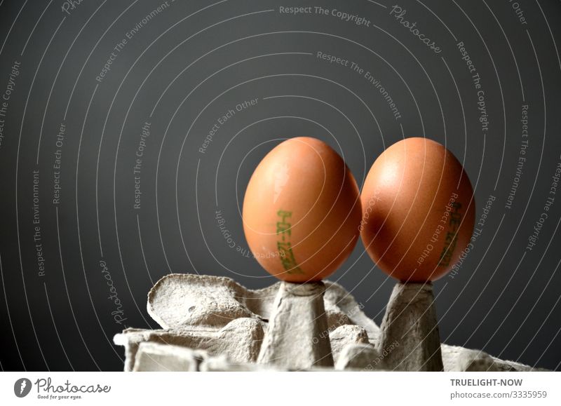 Zwei Bio Eier im Gespräch... Lebensmittel Ernährung Frühstück Bioprodukte Vegetarische Ernährung Lifestyle kaufen Freude Gesundheit Gesunde Ernährung Wellness