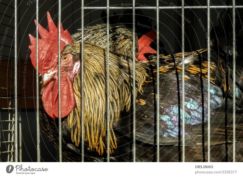 eingesperrt | Hahn in einem Käfig Nutztier 1 Tier Blick stehen Traurigkeit Neugier braun gelb orange rot schwarz Schutz Angst Einsamkeit gefangen Gefängnis