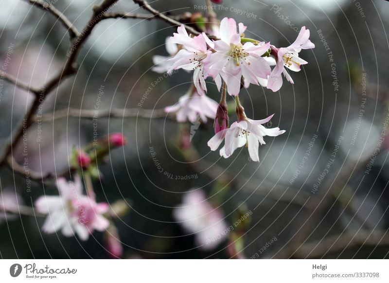 rosa Blüten an einem Zweig im Frühling Umwelt Natur Pflanze Sträucher Blütenknospen Park Blühend Wachstum ästhetisch schön natürlich grau Stimmung