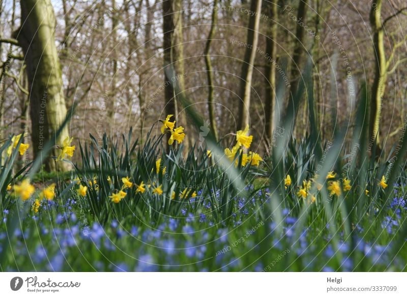 gelbe Narzissen und blaue Blumen wachsen in einem Park unter Bäumen Umwelt Natur Landschaft Pflanze Frühling Schönes Wetter Baum Blatt Blüte Frühblüher