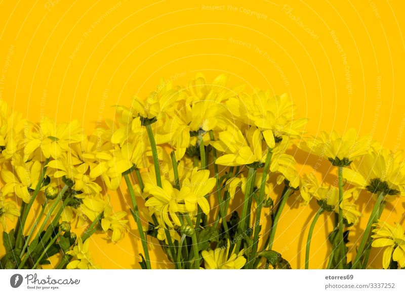 Gelber Chrysanthemenstrauß schön Beautyfotografie Blume Überstrahlung Blüte Blumenstrauß Ast Blütenknospen Kirsche Gänseblümchen Dekoration & Verzierung geblümt