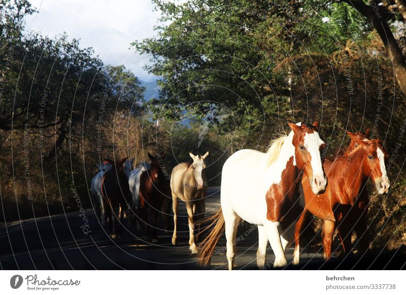 das glück der erde liegt auf dem rücken der pferde fantastisch Tierliebe Fell Umwelt Natur Ausflug Tourismus Ferien & Urlaub & Reisen beeindruckend Abenteuer