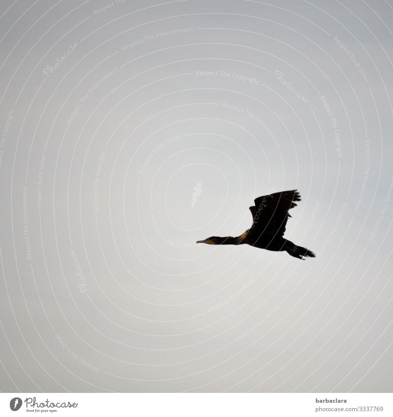Kormoran Himmel Vogel 1 Tier fliegen elegant hoch oben blau grau Freiheit Klima Ferne Farbfoto Gedeckte Farben Außenaufnahme Muster Menschenleer
