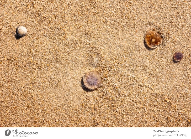 Quallen und Muscheln auf Sand in Nahaufnahme. Hintergrund zum Strand Sommer Schönes Wetter Küste Nordsee 3 Tier exotisch Friesische Insel Deutscher Strand