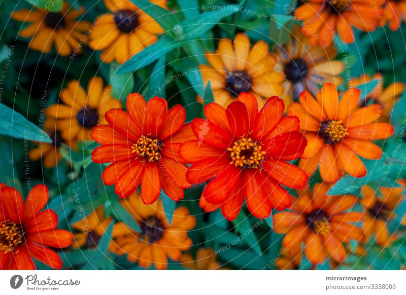 ZINNIA, DWARF, elegante Orangenblüten in einem Garten blühen schön Menschengruppe Natur Pflanze Blume Blüte Blühend frisch hell natürlich braun mehrfarbig grün