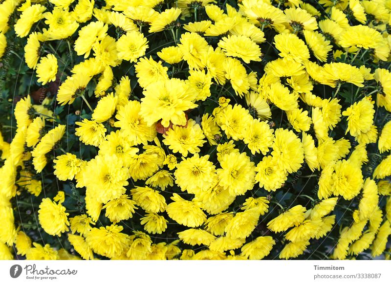 Ein paar Blümchen zum Geburtstag! Blumen Blütenpflanze gelb schwarz Pflanze Natur Blühend Gruß Freude Glückwünsche