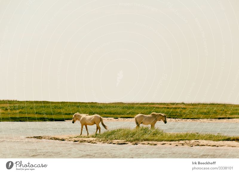 2 weiße Pferde stehen dicht am Wasser voneinander abgewandt Ferien & Urlaub & Reisen Tourismus Ausflug Sommer Strand Meer Natur Landschaft Himmel
