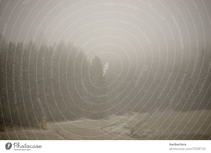 Neuschnee im Schwarzwald Landschaft Winter Klima schlechtes Wetter Nebel Schnee Schneefall Feld Wald dunkel kalt grau Stimmung Natur Umwelt Wandel & Veränderung