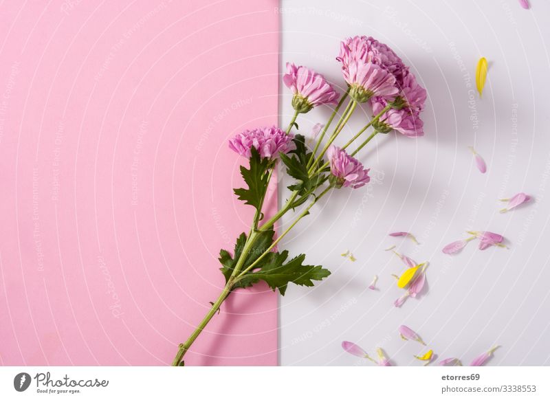 Violette Chrysantheme und Blütenblätter schön Beautyfotografie Blume Überstrahlung Blumenstrauß Ast Blütenknospen Kirsche Gänseblümchen Dekoration & Verzierung