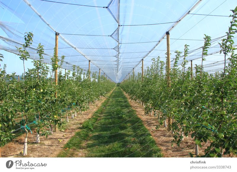 Gewächshaus mit grünen Pflanzen Lebensmittel Frucht Apfel Ernährung Wellness Landwirtschaft Forstwirtschaft Umwelt Natur Klima Klimawandel Garten Wachstum