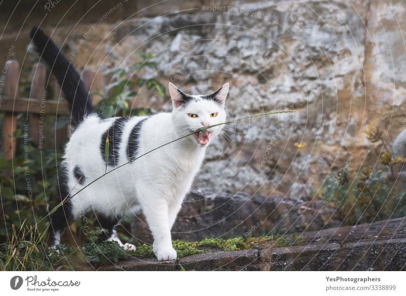 Katze beißt einen Grasfaden. Gelbaugen-Katze starrt. Lustige Katze Landschaft Haustier 1 Tier lustig natürlich verrückt beißend Katzenbiss böse Augen