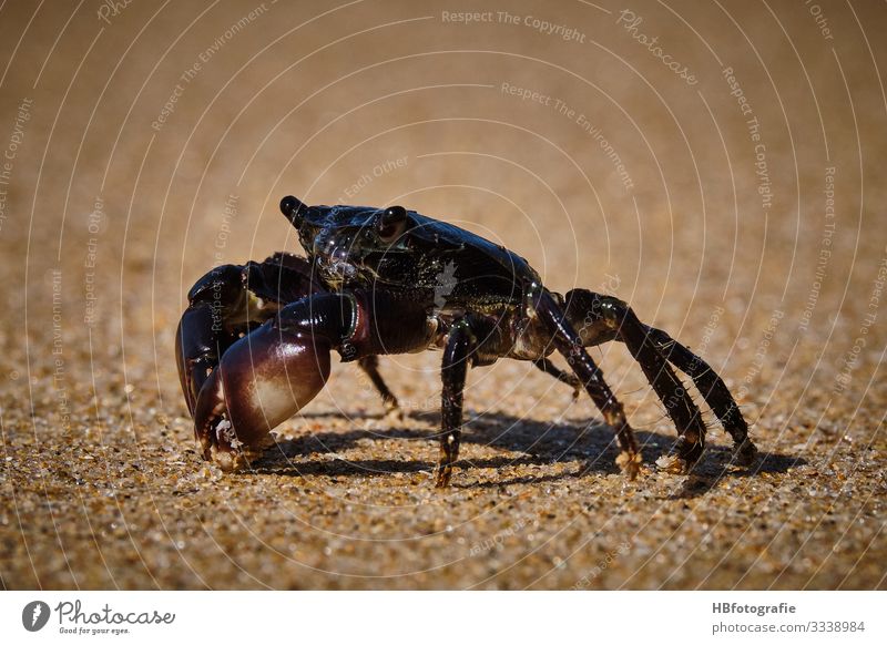Strandbewohner Natur Tier Krebs 1 Umwelt Krebstier krabbeln Krabbe Farbfoto Außenaufnahme Tag Froschperspektive