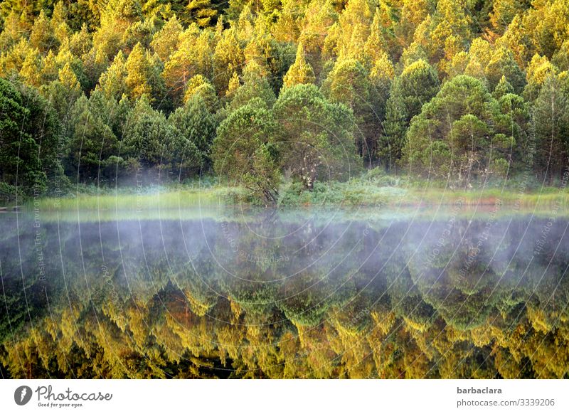 Nebelschleier Bäume Schwarzwald Herbst herbstlich Spiegelung Laubwald Laubbaum Wasser See Wasserspiegelung Wasseroberfläche Natur Naturaufnahme Naturliebe