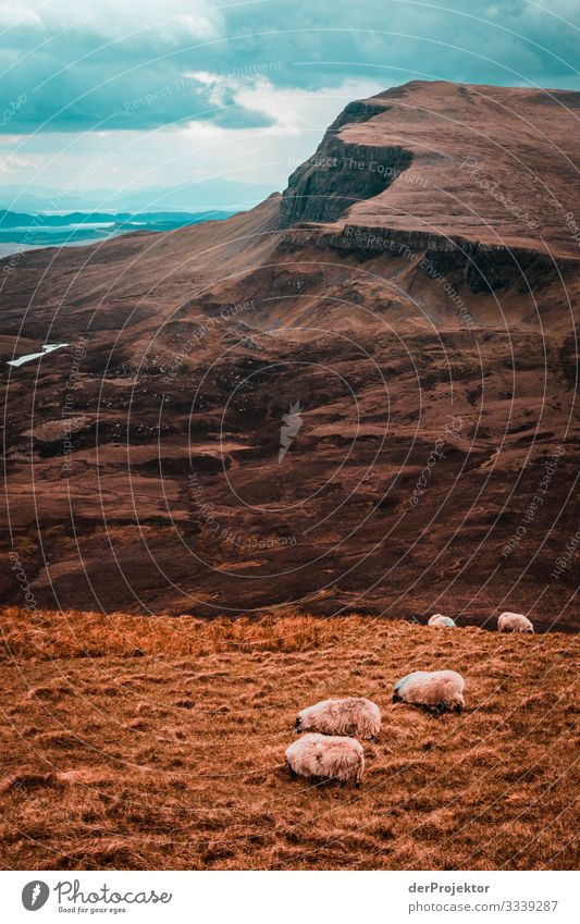 Schafe auf Isle of Skye Panorama (Aussicht) Starke Tiefenschärfe Totale Kontrast Schatten Zentralperspektive Licht Textfreiraum unten Textfreiraum Mitte Tag