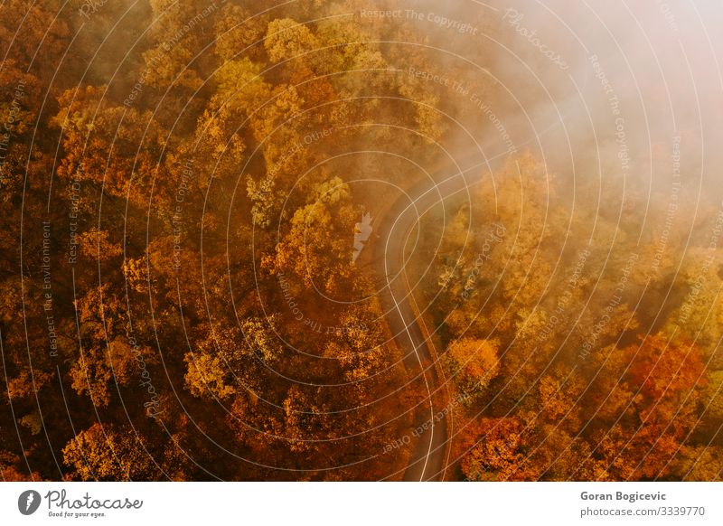 Luftaufnahme eines dichten Waldes im Herbst mit durchgeschnittener Straße schön Ferien & Urlaub & Reisen Ausflug Berge u. Gebirge Natur Landschaft Baum Blatt