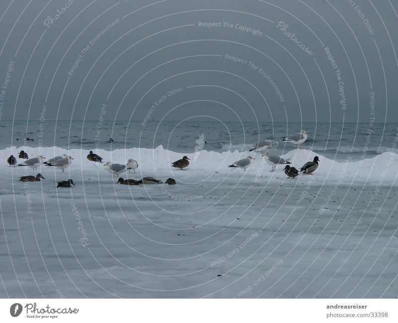 Frierende Vögel Möwe Schlamm frieren kalt Meer trüb schlechtes Wetter grau Wellen Vogel Tier Ente Wasser Eis Schnee Frost Wolken