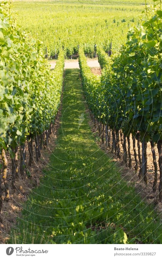 Es grünt so grün 2 Weinberg Außenaufnahme Nutzpflanze Weinbau Natur Weintrauben