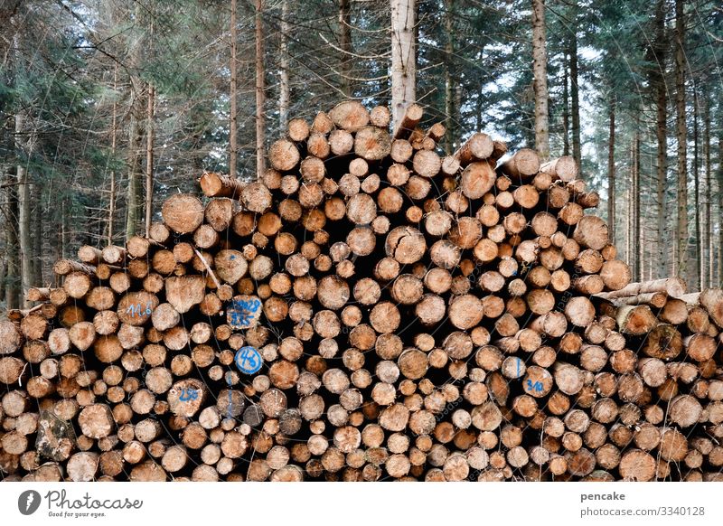 hochstapler Natur Landschaft Baum Wald Arbeit & Erwerbstätigkeit sparen anstrengen Stress Energie Klima Kraft nachhaltig Sicherheit Stolz planen Tradition