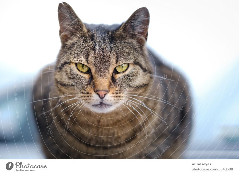 Dem Kater in die Augen schauen Bauernhof Tier Haustier Katze 1 beobachten Blick Aggression bedrohlich Neugier Tierliebe Selbstbeherrschung Hochmut Stolz eitel