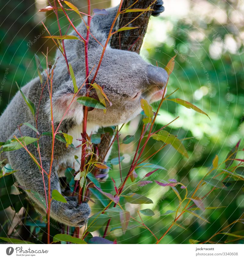 Baumbewohner mag Eukalyptus Wärme Eukalyptusbaum Blatt Koala 1 festhalten authentisch exotisch kuschlig oben Wachsamkeit Inspiration Sinnesorgane Fressen