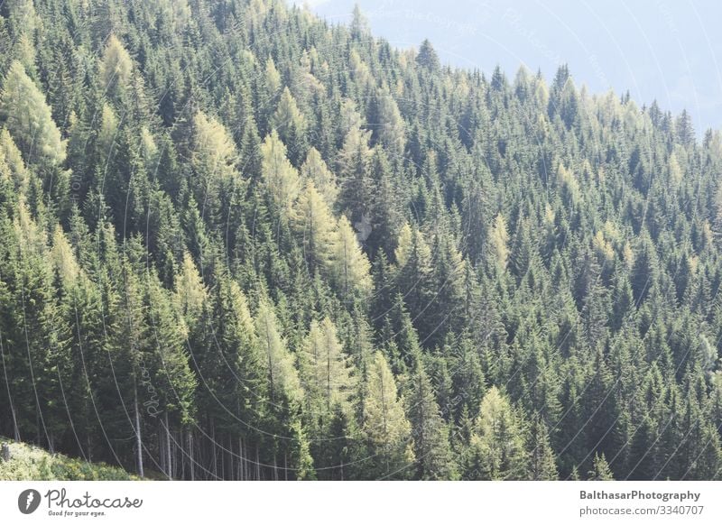 Wald im Dunst (Österreich) Sommer Berge u. Gebirge wandern Umwelt Natur Landschaft Pflanze Luft Sonne Sonnenlicht Wetter Nebel Wärme Baum Europa Menschenleer