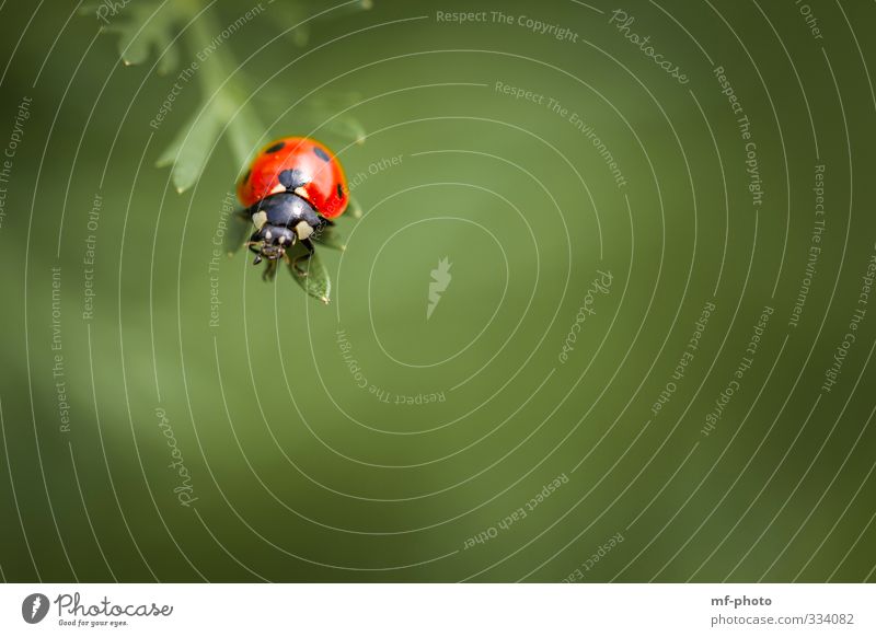 Sackgasse Glück Natur Pflanze Frühling Tier Käfer Marienkäfer fliegen grün rot Farbfoto Außenaufnahme Makroaufnahme