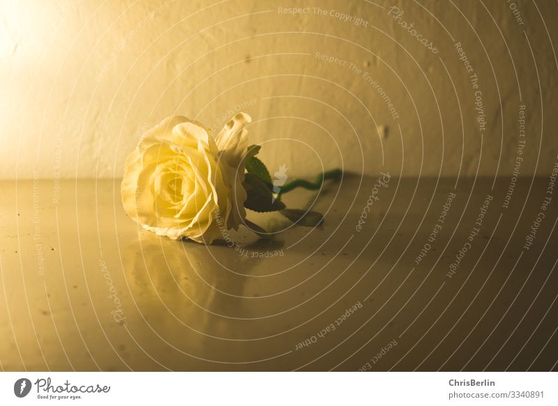Stillleben mit Rose elegant Dekoration & Verzierung Blume Blüte ästhetisch außergewöhnlich einfach gelb Gefühle ruhig Dekadenz Nostalgie Vergänglichkeit