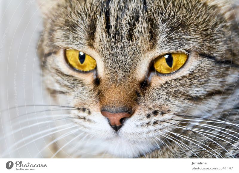 Katzenportrait mit gelben Augen Tier Oberlippenbart Haustier Streifen grau Säugetier Backenbart Koteletten Farbfoto mehrfarbig