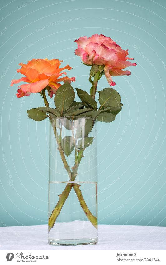 zwei Rosen Valentinstag Muttertag Pflanze Blühend Dekoration & Verzierung Kitsch Krimskrams orange türkis Glück Freundschaft Liebe Verliebtheit Treue Gefühle
