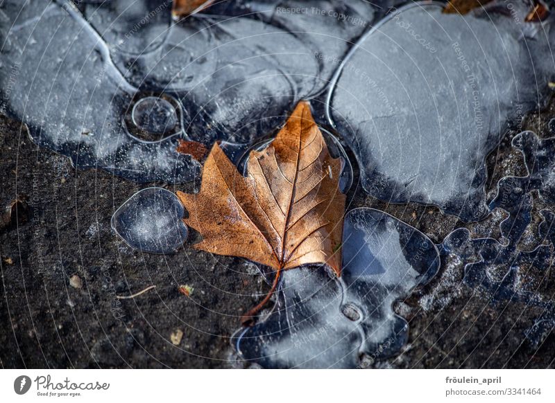 erster Frost mit Herbstblatt Eis Ahorn Blatt Straße gefrieren Wasser kalt Winter Außenaufnahme Natur Farbfoto Menschenleer Pflanze Tag Umwelt natürlich weiß