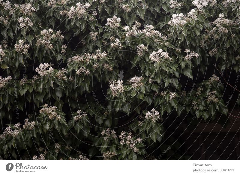 Eiszeit | Efeu Umwelt Natur Pflanze Winter Frost Garten Franken dunkel kalt grün schwarz weiß Gefühle gefroren Blatt Efeublüten Farbfoto Außenaufnahme