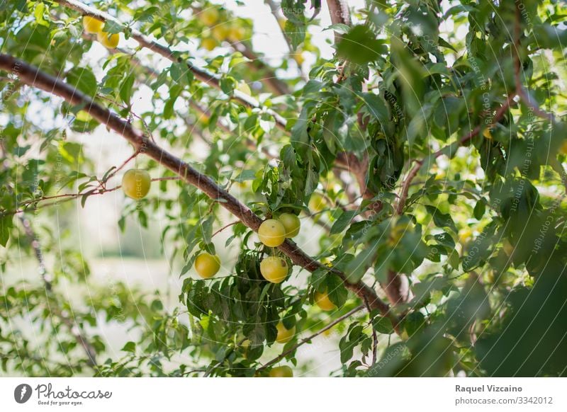 Reife gelbe Pflaumen, die vom Baum hängen. Frucht Apfel Sommer Garten Natur Pflanze Frühling Blatt frisch natürlich grün Ast Lebensmittel reif Ackerbau