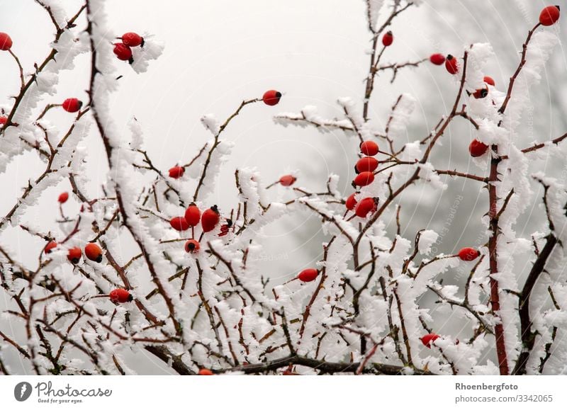 schneebedeckte Hagebutten bei eisigen Temperaturen Frucht Marmelade Tee Winter Schnee Winterurlaub Berge u. Gebirge wandern Umwelt Natur Landschaft Pflanze