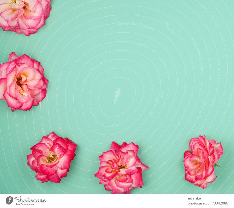 blühende Knospen von rosa Rosen Design Glück schön Sommer Dekoration & Verzierung Feste & Feiern Hochzeit Geburtstag Natur Pflanze Blume Blüte Liebe frisch