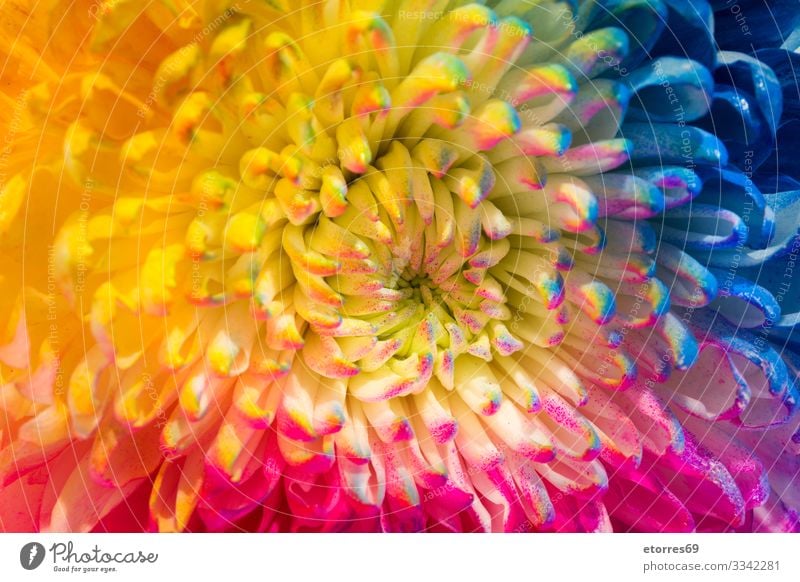 Mehrfarbige Blume isoliert aromatisch Hintergrund neutral Hintergrundbild schön blau Chrysantheme Farbe mehrfarbig Textfreiraum Gänseblümchen