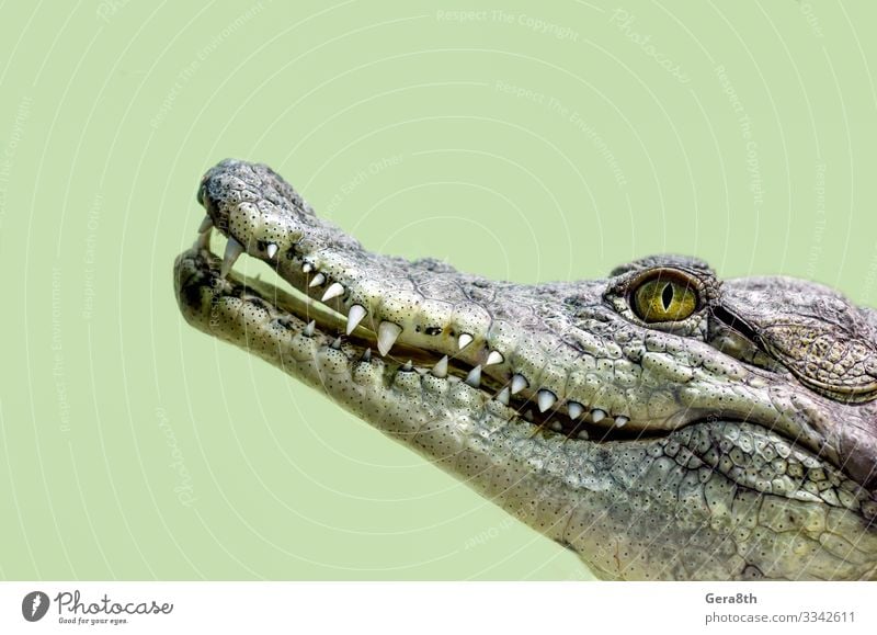 Krokodilkopf isoliert in Nahaufnahme auf grünem Hintergrund exotisch Haut Mund Zähne Natur Tier Leder wild gelb gefährlich Farbe Alligator groß fleischfressend