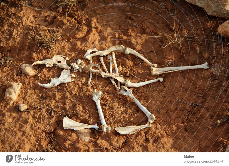 Das Skelett eines kleinen Säugetiers Tier Knochen Bodenbelag Schädel Tierschädel Wirbelsäule Rippen Rest Zähne Gebiss Beine Schwanz