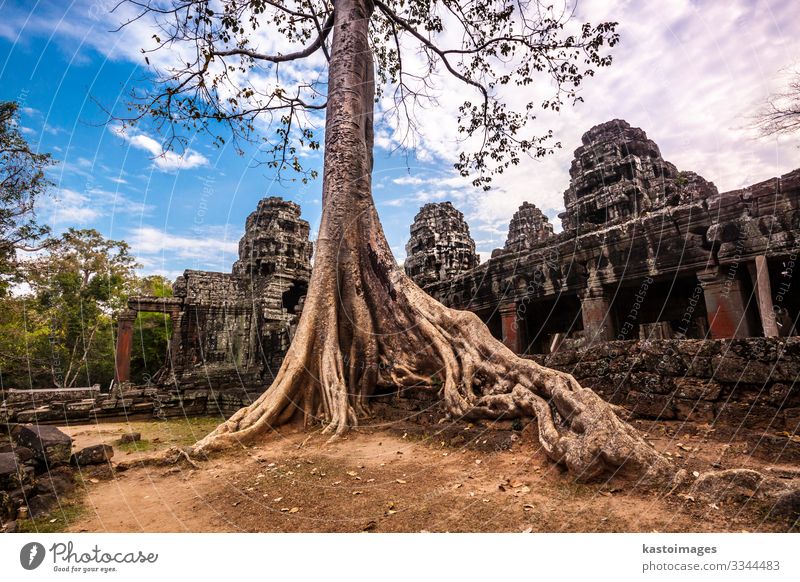 Baum in Ta Phrom, Angkor Wat, Kambodscha. Ferien & Urlaub & Reisen Tourismus Natur Landschaft Erde Wolken Felsen Palast Ruine Gebäude Architektur Wahrzeichen