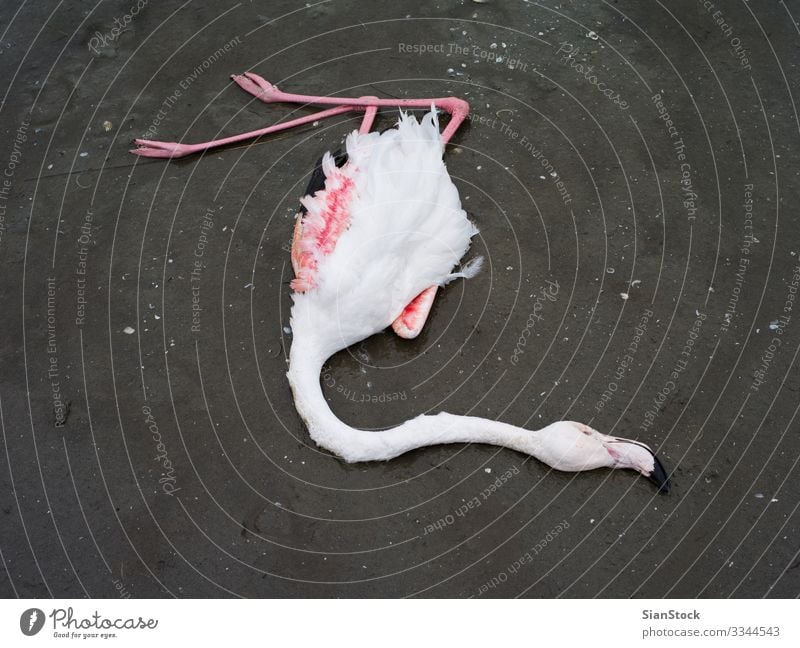 Toter Flamingo im Delta des Flusses Evros, Griechenland schön Körper Natur Tier Küste See Vogel natürlich wild rosa rot weiß Tod Farbe Tierwelt Hintergrund