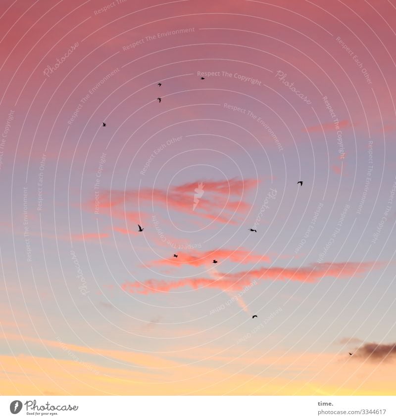11 Freunde Himmel Wolken Sonnenaufgang Sonnenuntergang Schönes Wetter Tier Vogel Tiergruppe fliegen Zusammensein Freundschaft Romantik Leben Ausdauer Sehnsucht