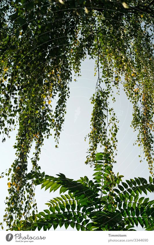 Baum, Entente Pflanze Himmel Schönes Wetter Birke Birkenblätter Park hängen Wachstum natürlich blau gold grün Gefühle Zusammensein Farbfoto Außenaufnahme